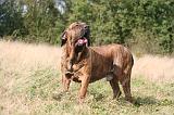 FILA BRASILEIRO 095